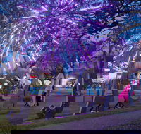 Grafton Jacaranda Festival - Lismore Accommodation
