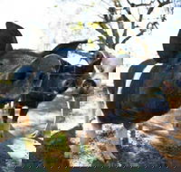 Mudgee Farm Walks - Lismore Accommodation