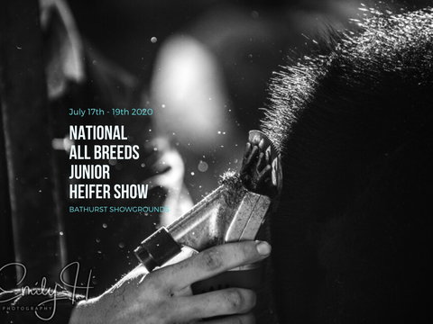 National All Breeds Junior Heifer Show - Lismore Accommodation 0
