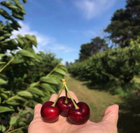 National Cherry Festival - Lismore Accommodation