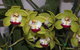 Orchids Out West - thumb 1