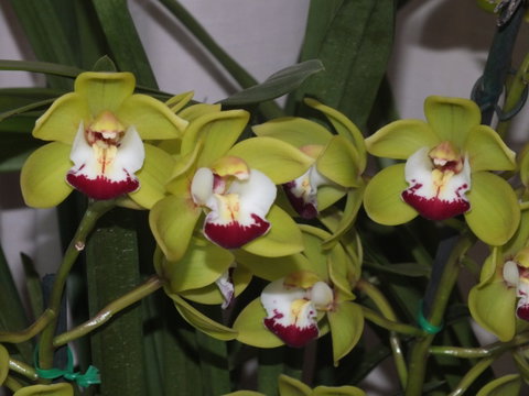 Orchids Out West - Lismore Accommodation 1