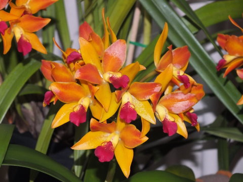Orchids Out West - Lismore Accommodation 2
