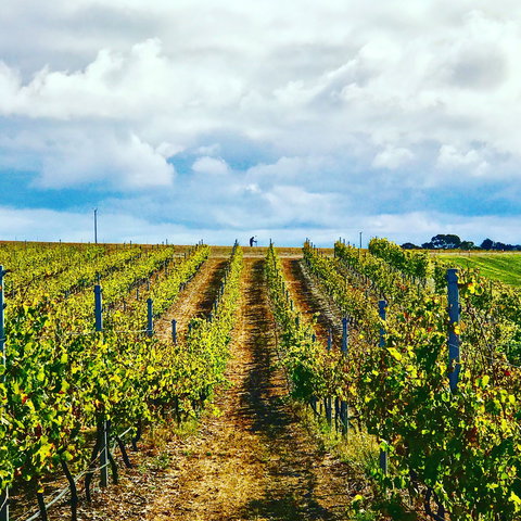 Peter Teakle Wines - Lismore Accommodation 1