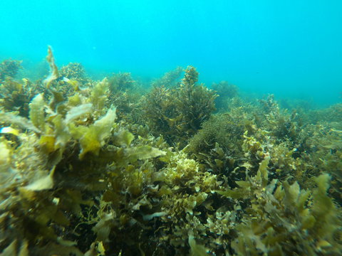 Recovery Of The Great Barrier Reef - Lismore Accommodation 2