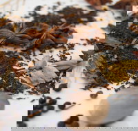 Red Hot Chilli Pepper Spice Blending Class - Lismore Accommodation