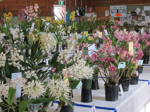 Sapphire Coast Orchid Club Spring Orchid Show - Lismore Accommodation 0