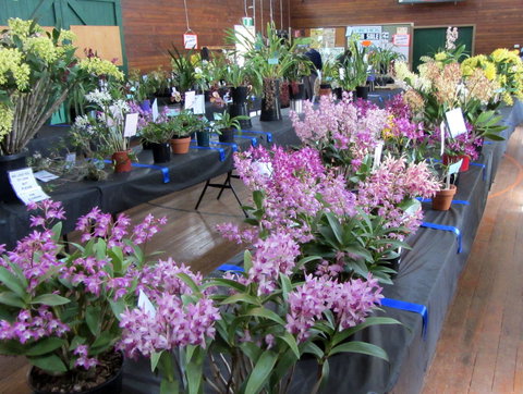 Sapphire Coast Orchid Club Spring Orchid Show - Lismore Accommodation 1