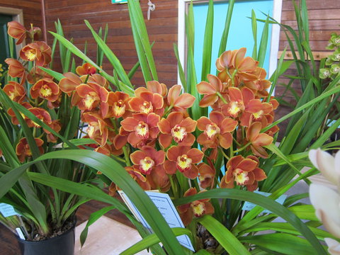 Sapphire Coast Orchid Club Spring Orchid Show - Lismore Accommodation 2