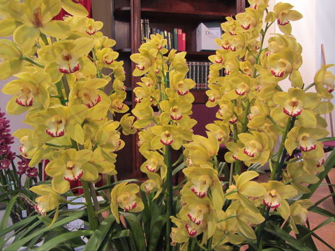 Sapphire Coast Orchid Club Winter Orchid Show - Lismore Accommodation 0