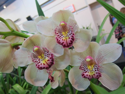 Sapphire Coast Orchid Club Winter Orchid Show - Lismore Accommodation 1