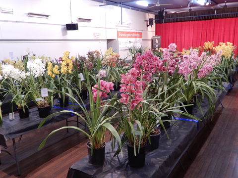 Sapphire Coast Orchid Club Winter Orchid Show - Lismore Accommodation 2