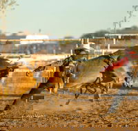 Walgett Charity Bushman's Carnival Rodeo and Campdraft - Lismore Accommodation