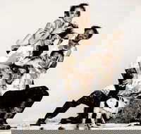 Animal Farm - Launceston - Lismore Accommodation