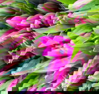 Harvest Launceston Community Farmers' Market - Lismore Accommodation