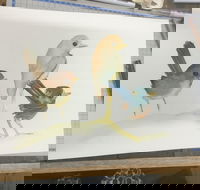 Ink  Watercolour Wash Illustration Workshop - Lismore Accommodation