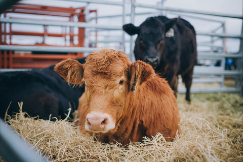 Mudgee Small Farm Field Days - Lismore Accommodation 2