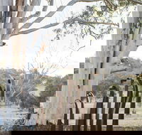 Sculptures in the Garden - Lismore Accommodation