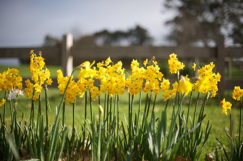 Sunday At Cruden Farm - Lismore Accommodation 0