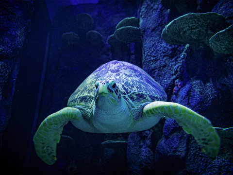 Sydney's Aquarium - Lismore Accommodation 0