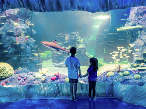 Sydney's Aquarium - Lismore Accommodation 1