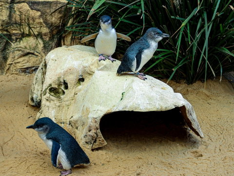 Sydney's Aquarium - Lismore Accommodation 2