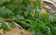 Bach Dang Vietnamese Restaurant - thumb 2