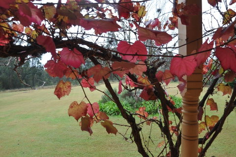 Woolshed Hill Estate - Lismore Accommodation 1