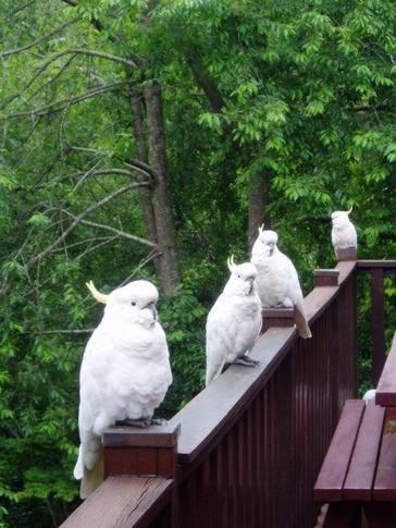 Bluebell Cottage - Lismore Accommodation 5