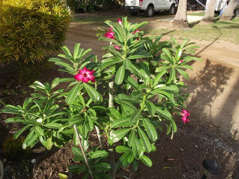 Karumba Point Sunset Caravan Park - Lismore Accommodation 4