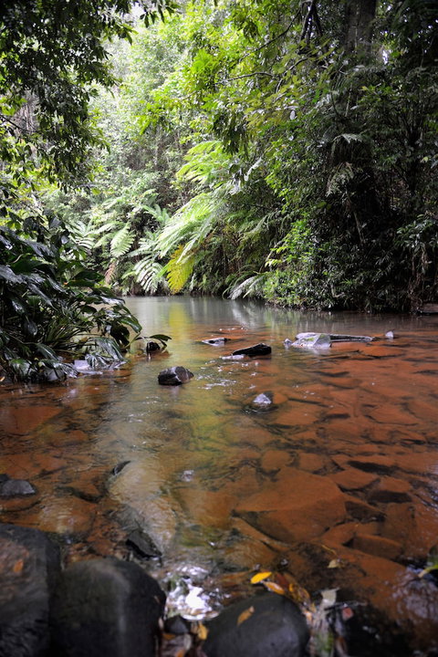 Mena Creek Flower House - Lismore Accommodation 2