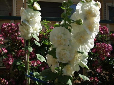 Nannup Riverview Cottage - Lismore Accommodation 2