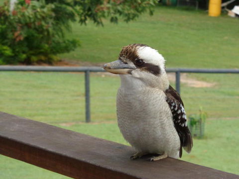 Eumundi Cottages Cottage 1 - Lismore Accommodation 3
