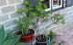 Bakehouse '38 Restaurant & Guesthouse - thumb 2