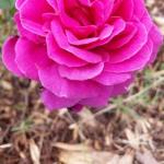 Birch Lane - Lismore Accommodation 0