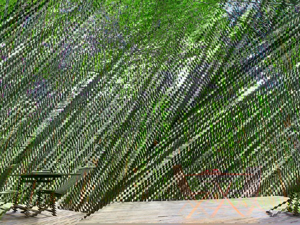 Skinners Shoot NSW Lismore Accommodation