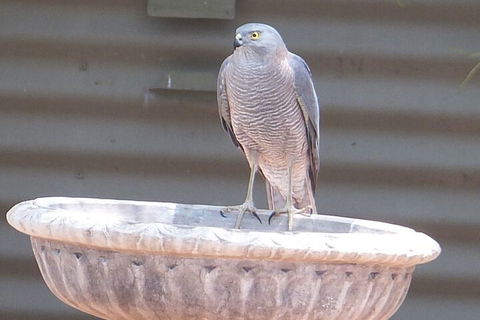 Kathys Place Bed And Breakfast - Lismore Accommodation 3