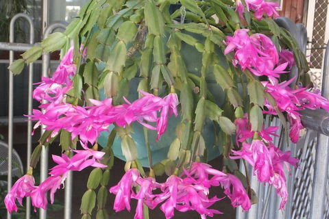 Kathys Place Bed And Breakfast - Lismore Accommodation 1