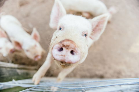 Blackwattle Farm B&B And Farm Stay - Lismore Accommodation 1