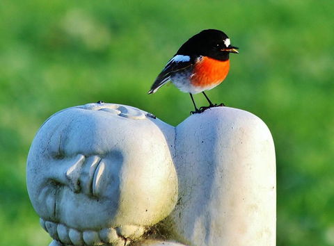 The Hakeas - Lismore Accommodation 6