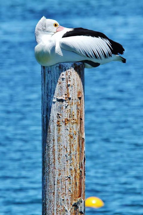 The Hakeas - Lismore Accommodation 4