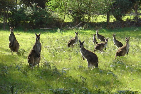 Blue House Denmark - Lismore Accommodation 1