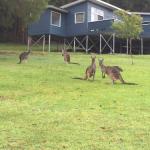 Blue House Denmark - Lismore Accommodation 0