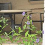 Amalie Cottage Waikerie Unit 1 - Lismore Accommodation 0