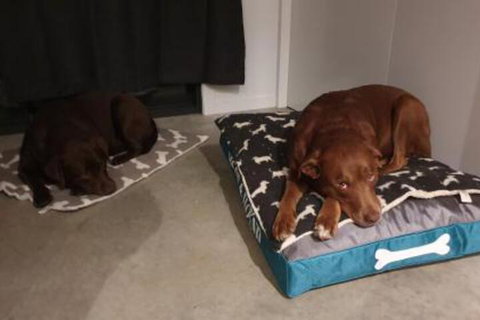 Hoof & Hound Country Escape - Lismore Accommodation 2