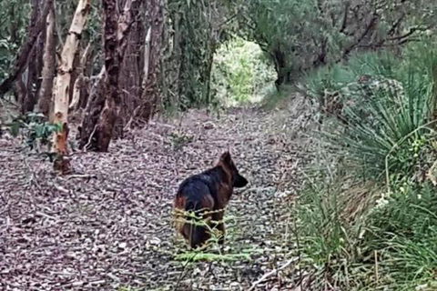 Wisteria Cottage Augusta - Lismore Accommodation 2