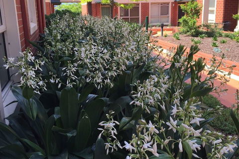 Australian Home Away At Box Hill 2 Bedroom - Lismore Accommodation 1