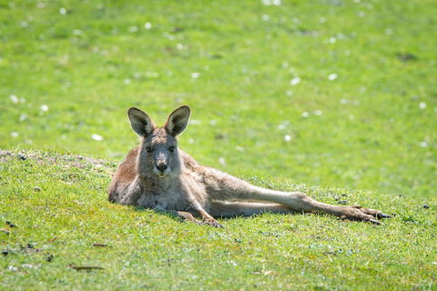 Halls Gap Motel - Lismore Accommodation 5
