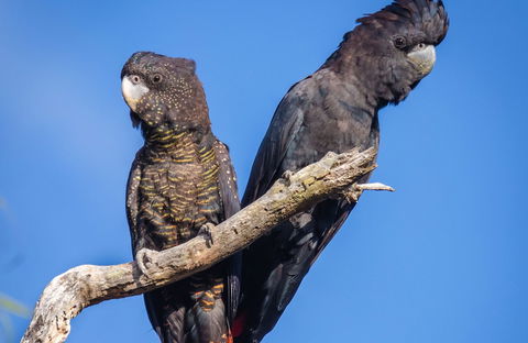 Bussells Bushland Cottages - Lismore Accommodation 0