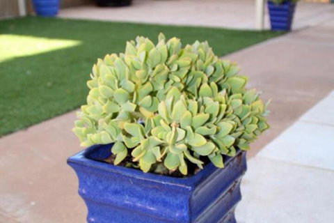 Sunset Retreat - Lismore Accommodation 3